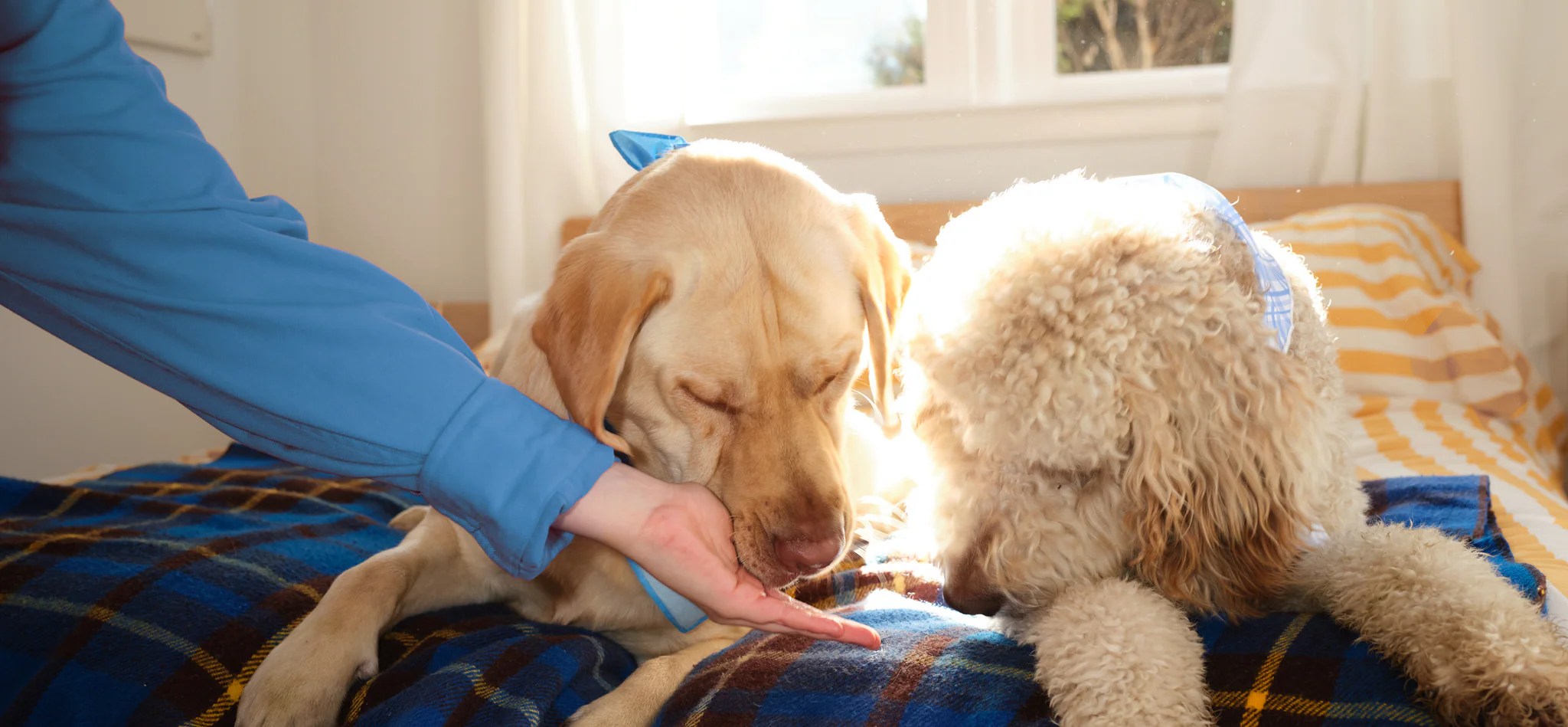 Better Health For Best Friends